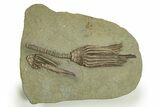 Two Fossil Crinoids (Macrocrinus) - Crawfordsville, Indiana #310204-1